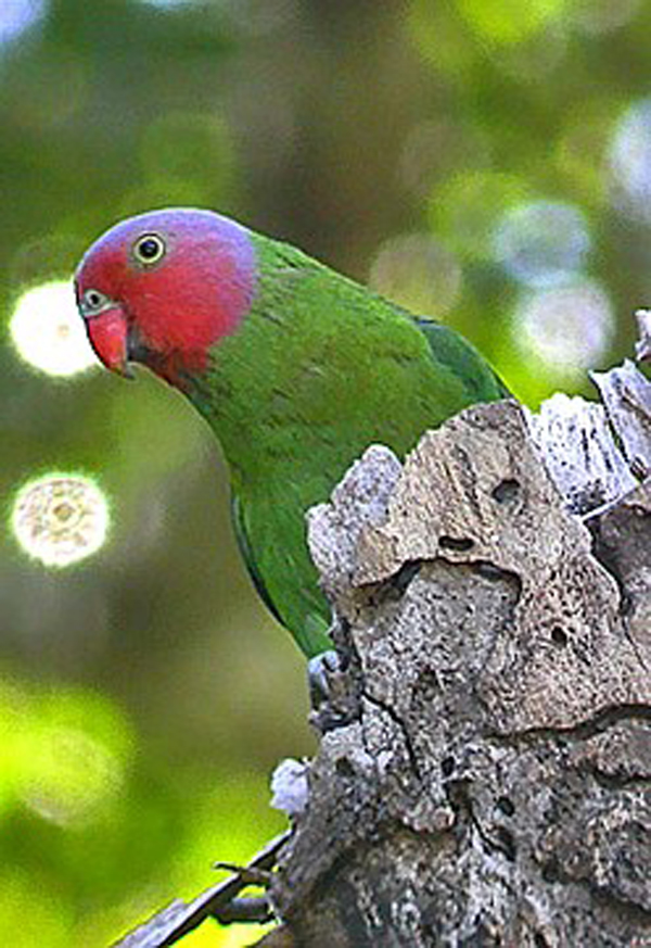 澳大利亚鹦鹉泛滥成灾,澳大利亚的鹦鹉泛滥