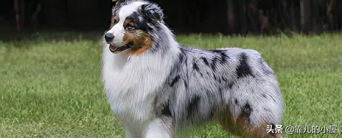 如何让你挑到称心如意的犬类宠物？一起来看看这份宝典指南吧