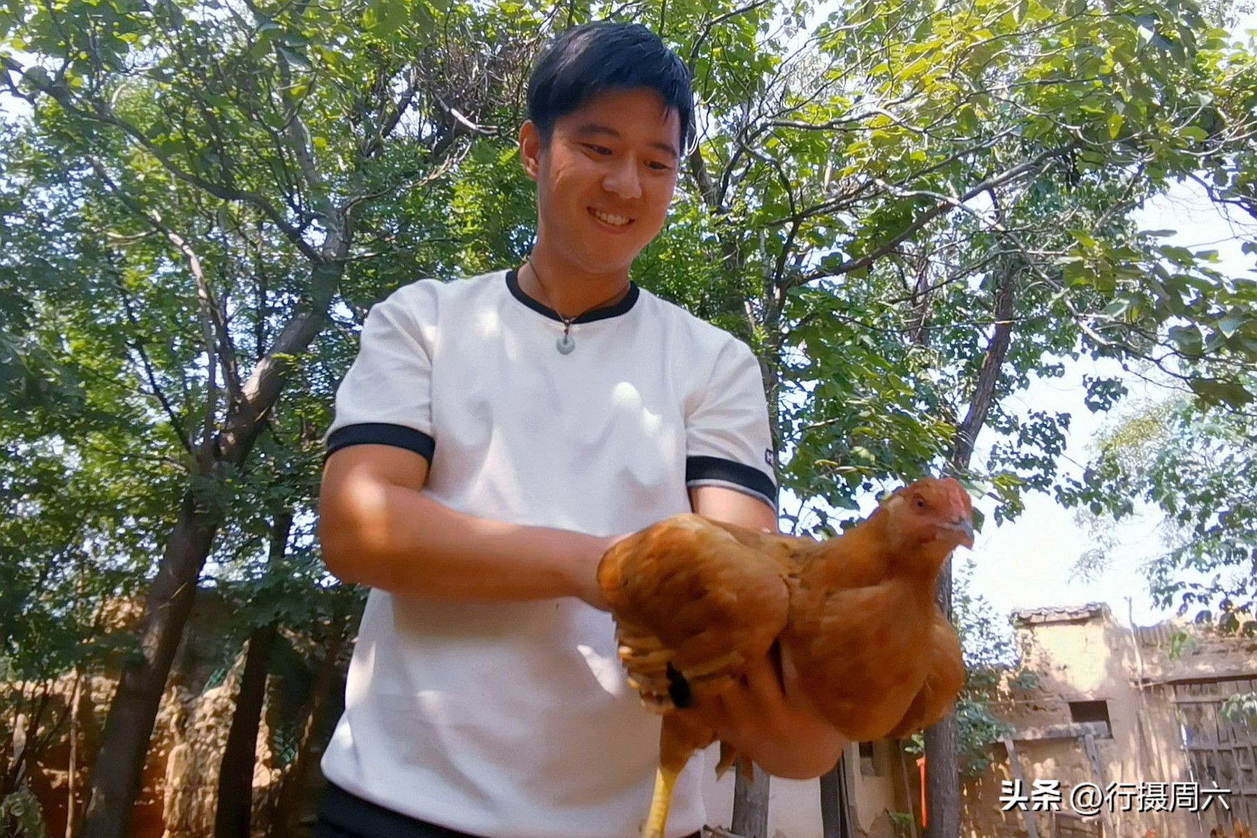 致富养殖野山鸡成本与利润,养殖30000只跑山鸡