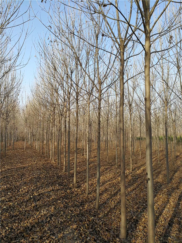 速生白蜡树多少钱,速生白蜡苗木多少钱一棵