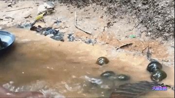 厦门一市民点炒田螺，餐厅却用非法福寿螺代替，被监管部当场销毁