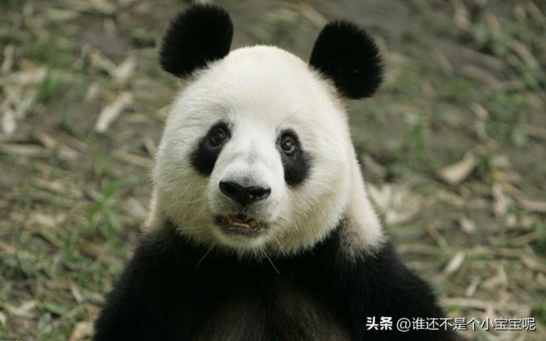 每天认识一只大熊猫和花,每天认识一支大熊猫