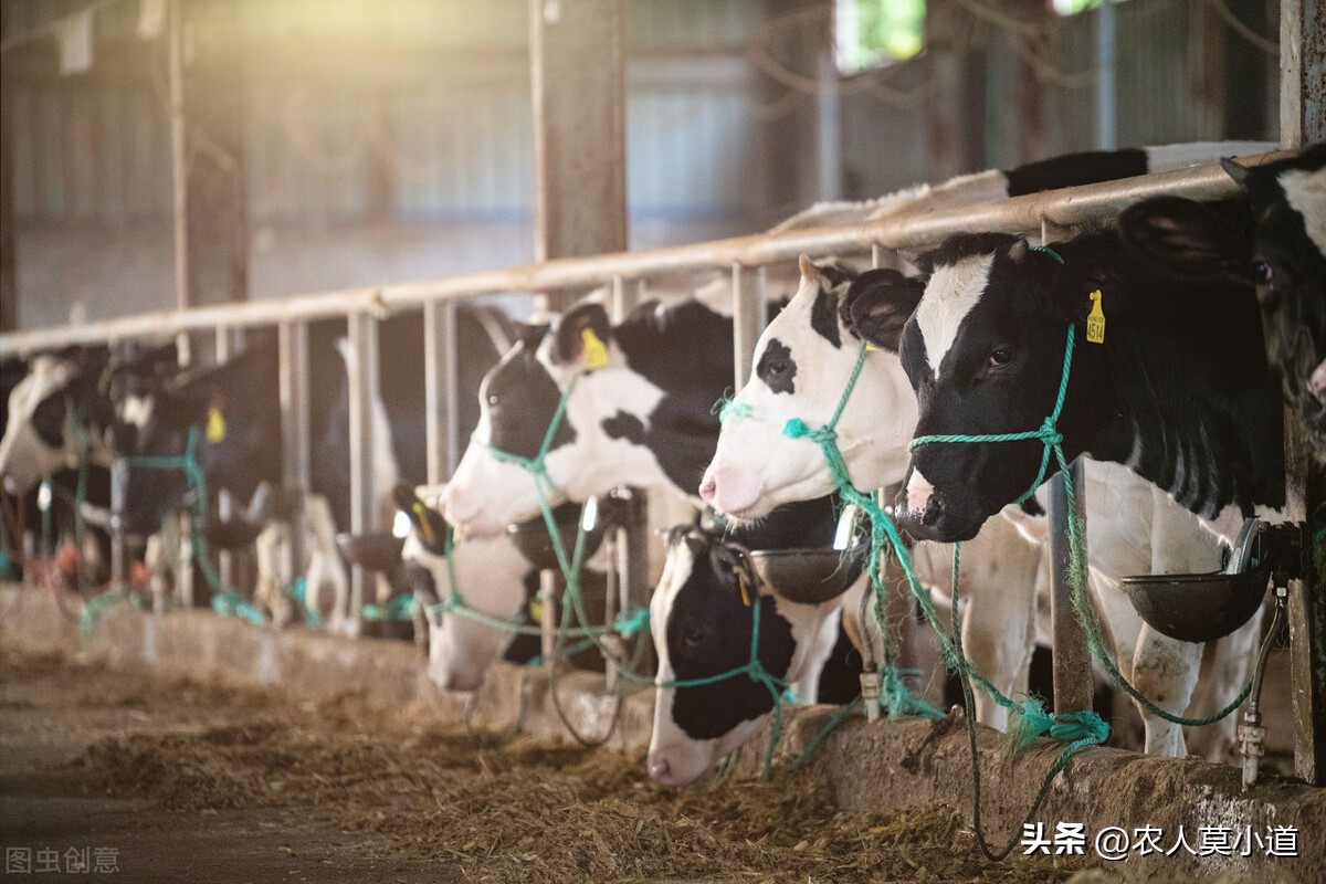 现在养牛怎么养最挣钱养什么牛好,家庭养牛养殖新技术有哪些