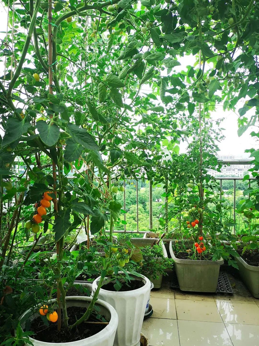 春季真柏盆景如何进行病虫害防治,不用防治的植物病害