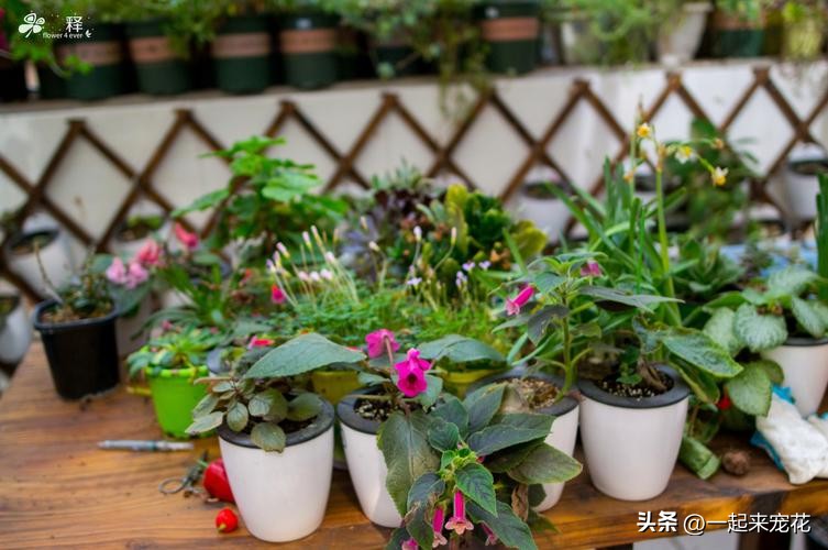 老花匠10年养花配方,老花匠浇花的正确方法