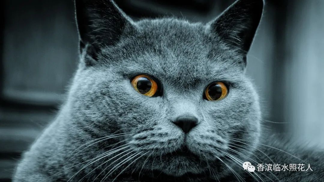 ​「五年级作文“我的心爱之物”」姜奕西《小猫》（二十四）