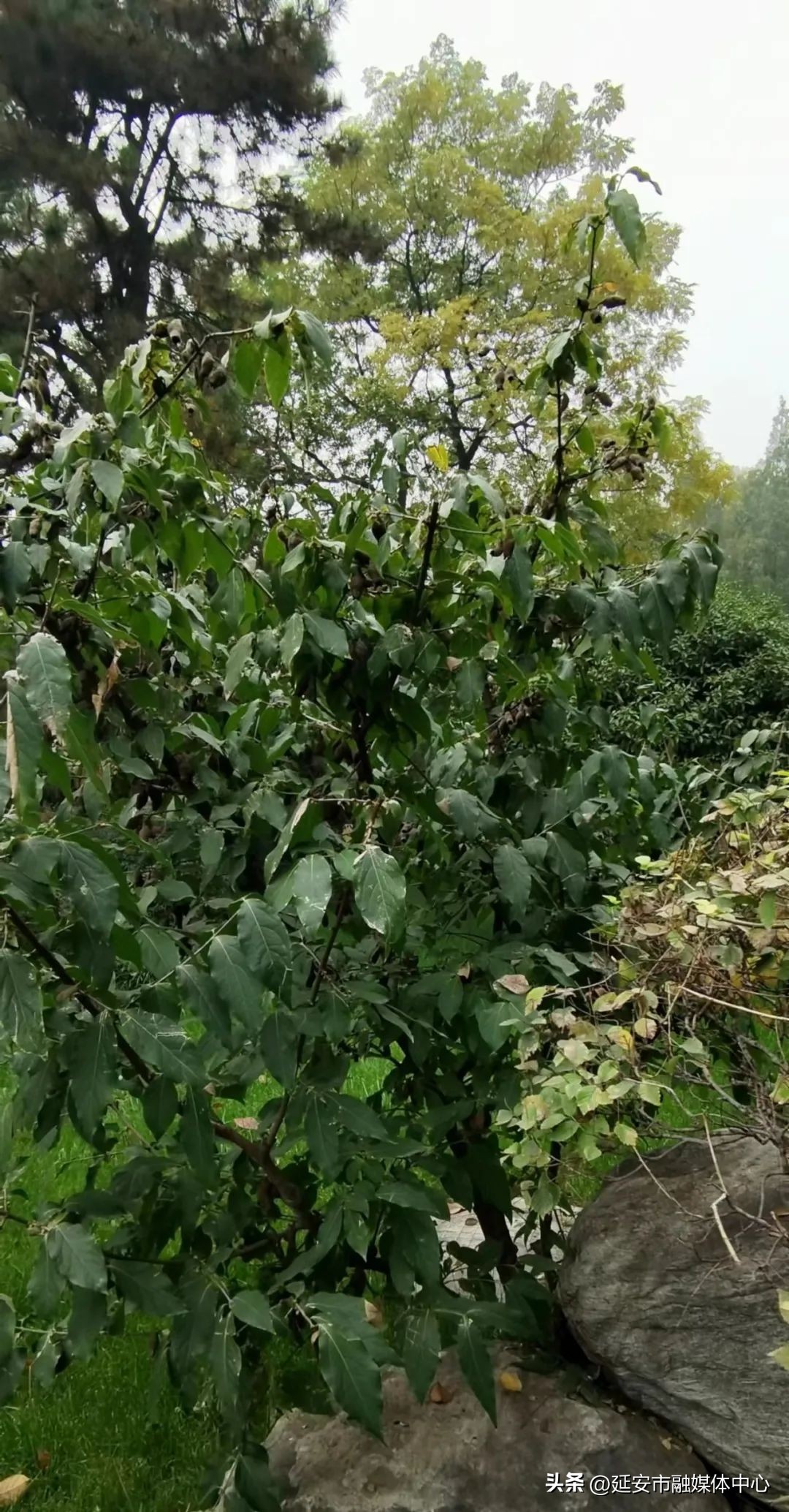 陕西宾馆迎来最佳观花赏景季节,陕西宾馆内景色