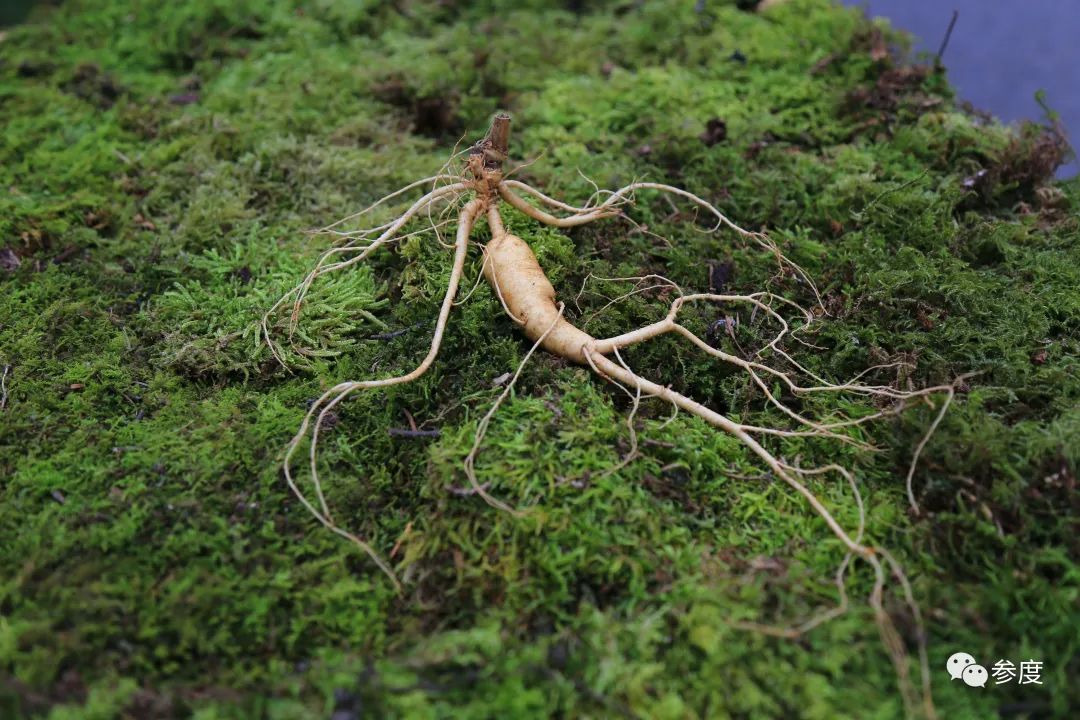 中医为什么少吃人参,中药人参不与什么同吃