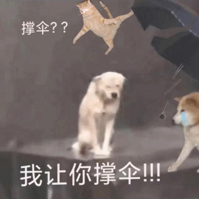 最近比较火的小狗表情包,最近特别火的小狗表情包