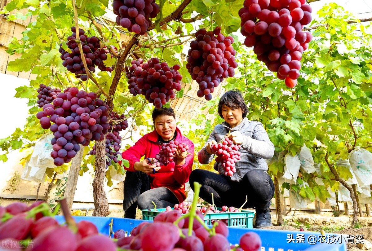 提高葡萄多次结果的两个有效方法,葡萄大小粒防治方法和补救措施