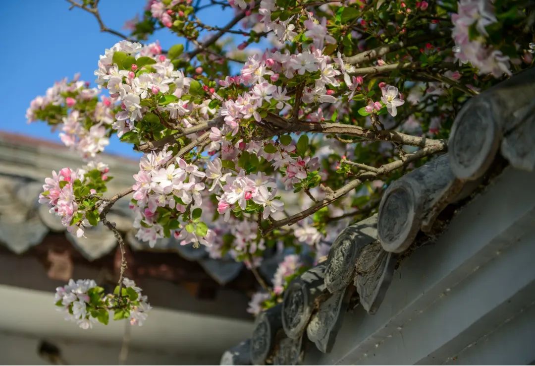 济南周边春天赏花全攻略,济南春日赏花攻略已送达
