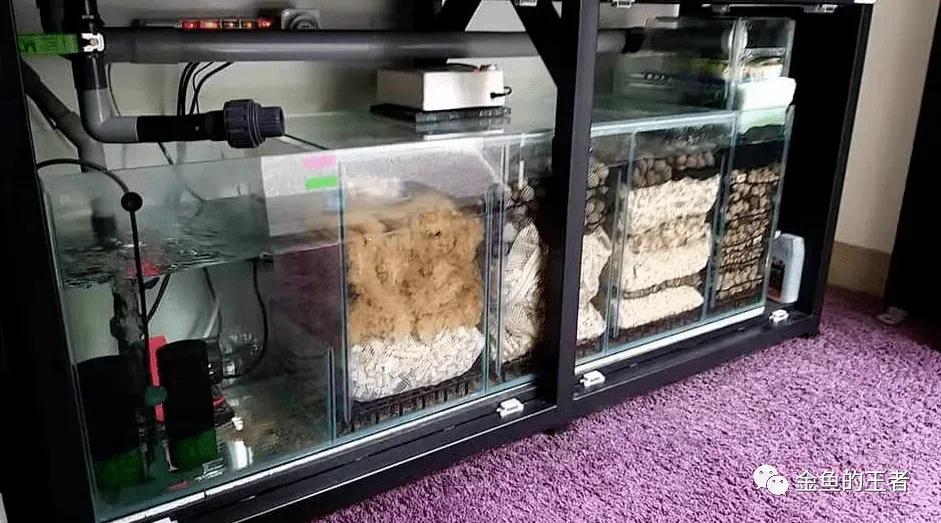 鱼缸里面长水藻怎么办,鱼缸里有水藻怎么处理