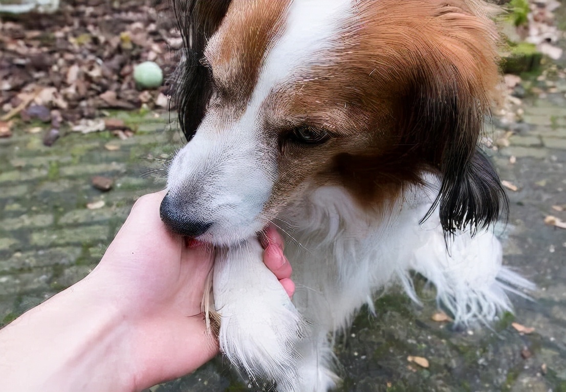 狗狗不停舔舐毛发,狗狗舔舐主人是什么意思