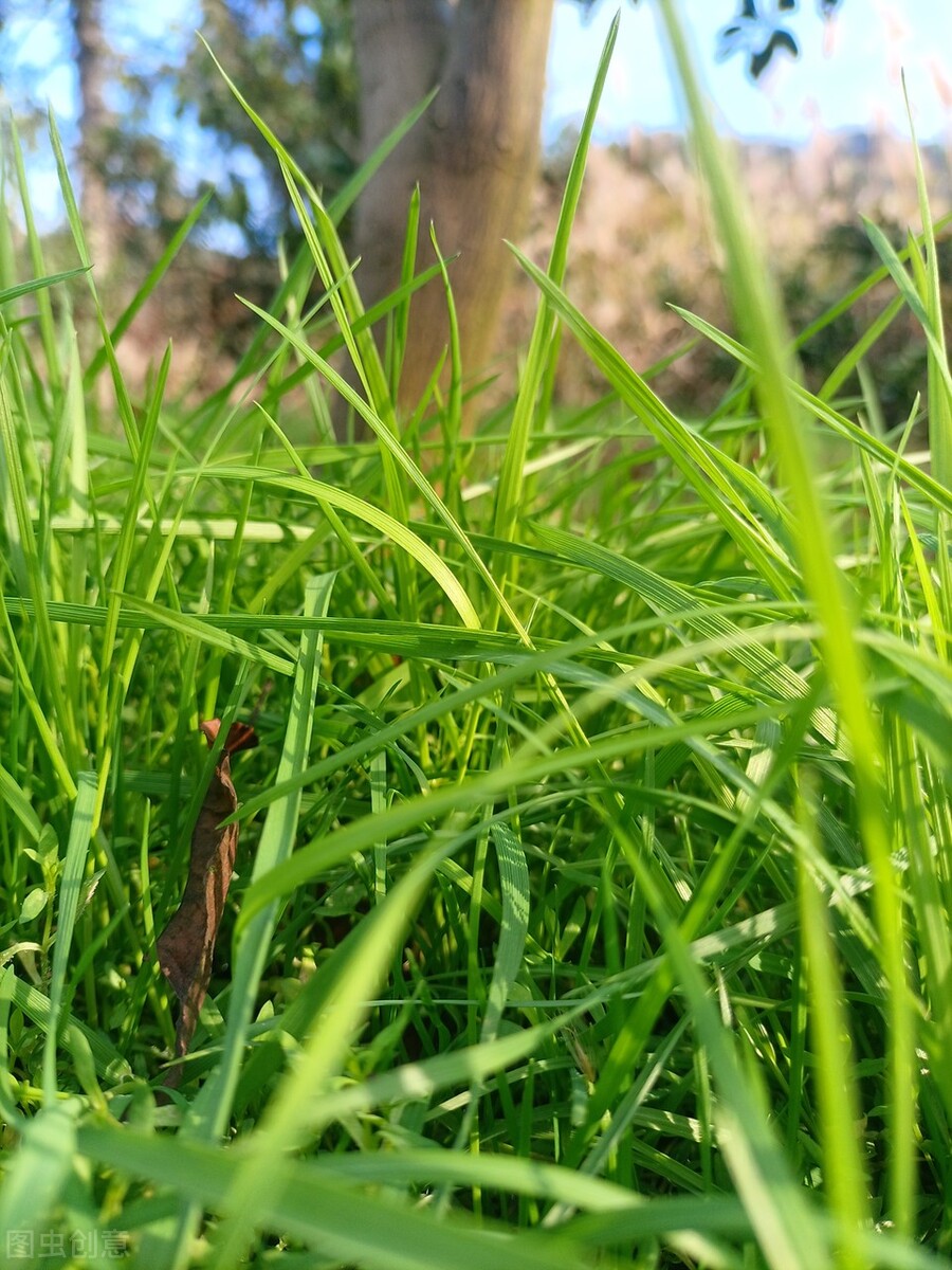 离离原上草一岁一枯荣的翻译,离离原上草一岁一枯荣诗句的意思