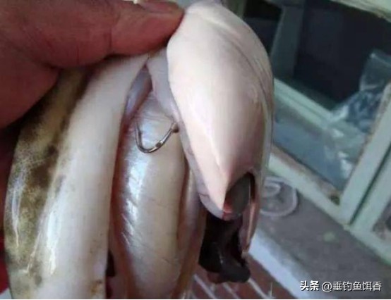 男子野河钓获大鲶鱼,中国野钓巨型鲶鱼