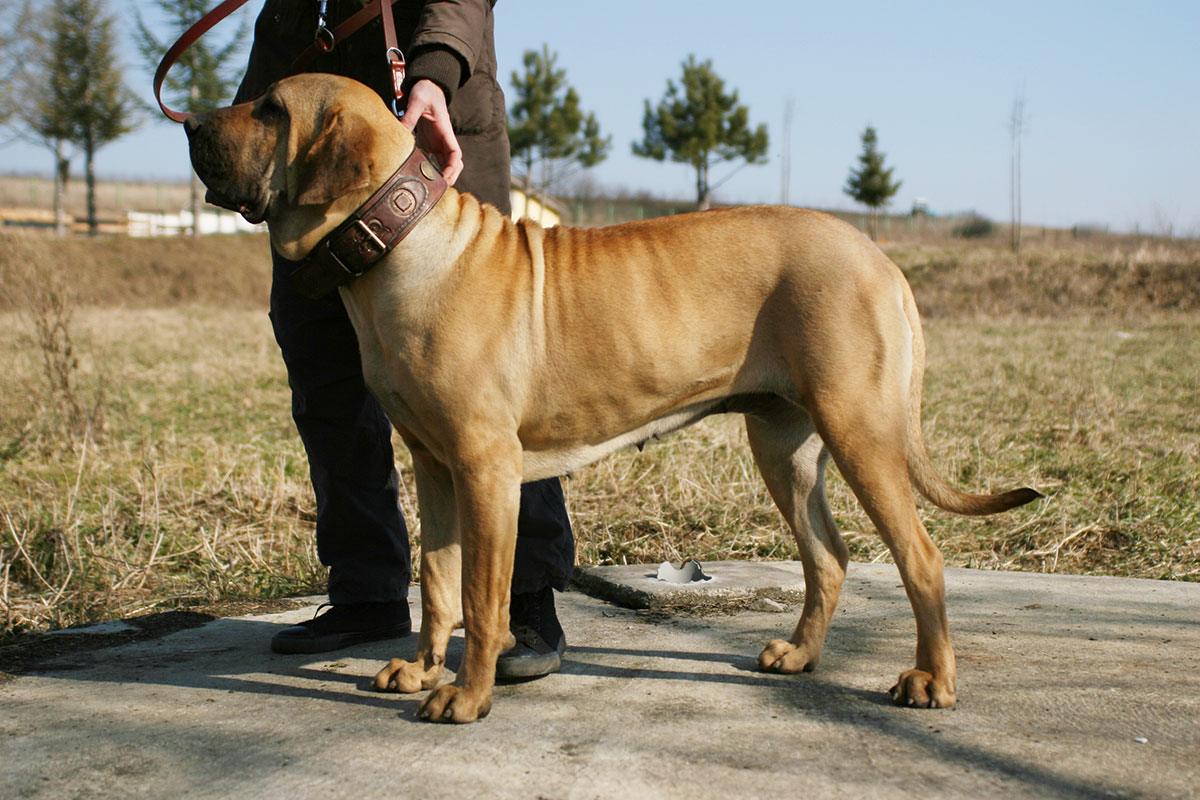 这几种狗狗不仅好养还不臭,这六种狗狗便宜又好养谁养谁走运
