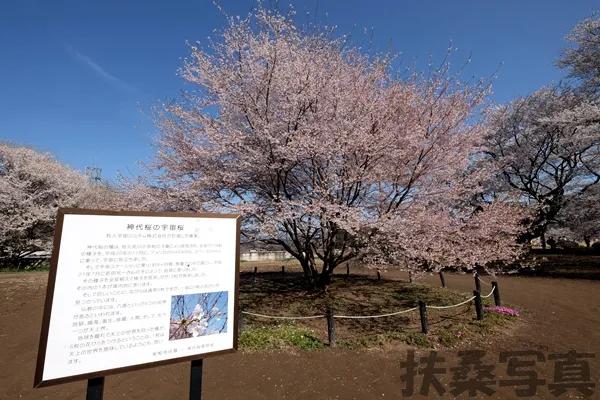 【说说日本的三大樱、五大樱以及观赏期推荐、交通路线介绍】