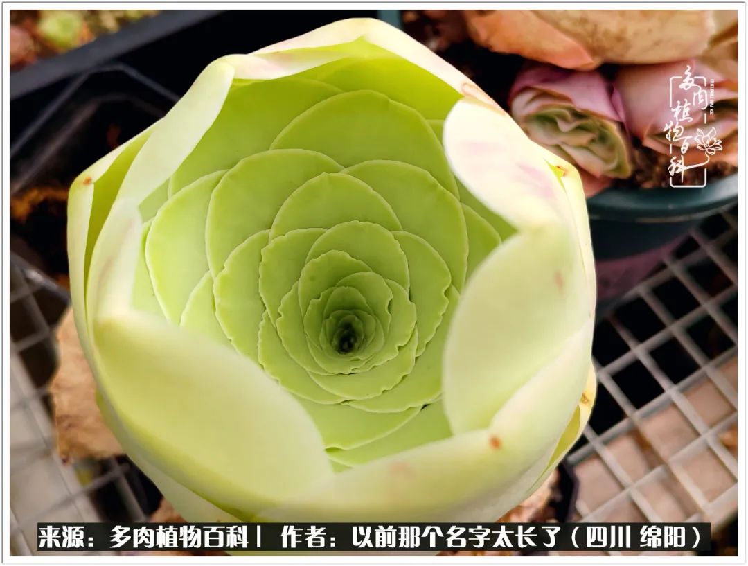 夏天山地玫瑰,小清新山地玫瑰