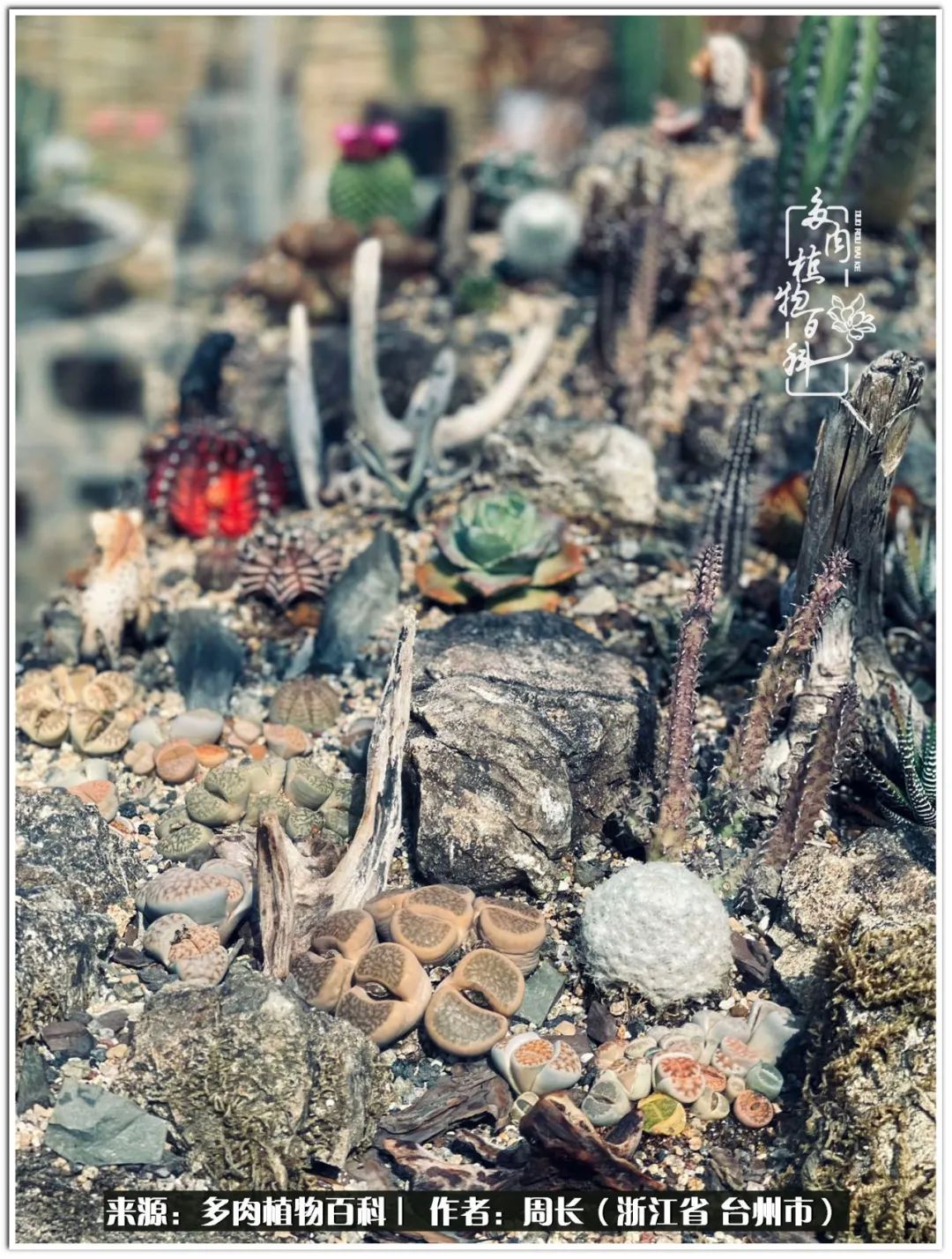 云南树脂粘土多肉组合拼盘创意,多肉拼盘的五个要点是什么