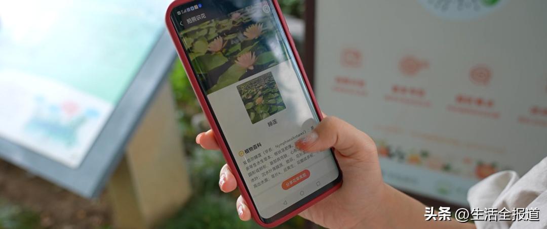 荷花是最好的中药,荷花全身有哪些药用价值