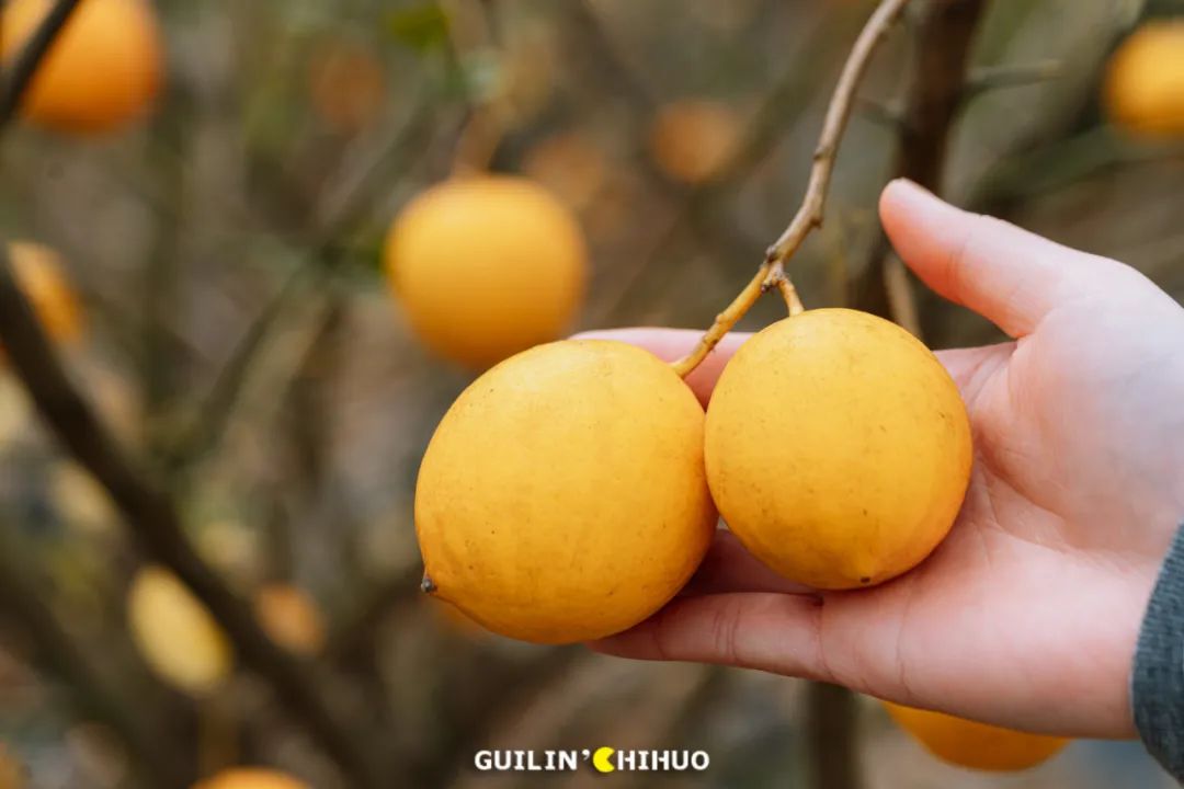 一鱼7吃！11斤以上大活鱼现做！桂林市郊这处田园秘境太会做了！