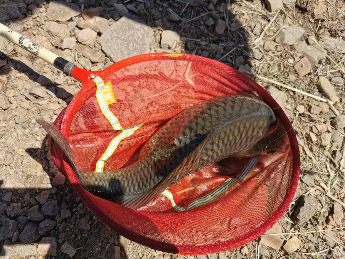 抚顺新宾尹家水库钓鱼,沈阳新开河钓鱼攻略