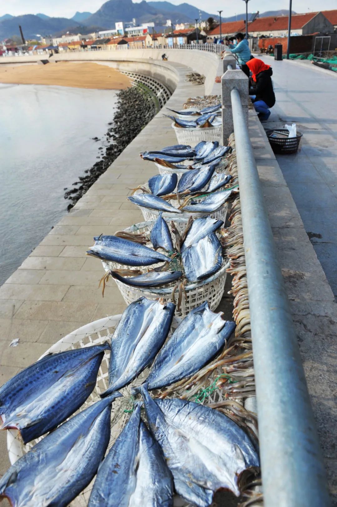 南方马鲛和北方马鲛哪个好吃,山东鲅鱼与南方马鲛鱼哪个好吃