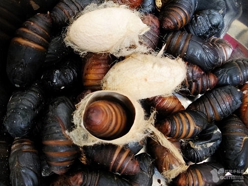丛林探险美食大全,真正的丛林美食有哪些