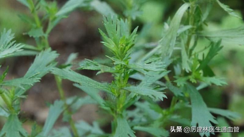 “除虫”十分有效的宝塔糖，为什么突然就消失了？