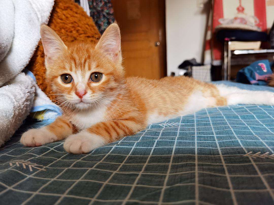 洋猫土猫差距有多大网友太真实了,土猫和宠物猫品相的区别