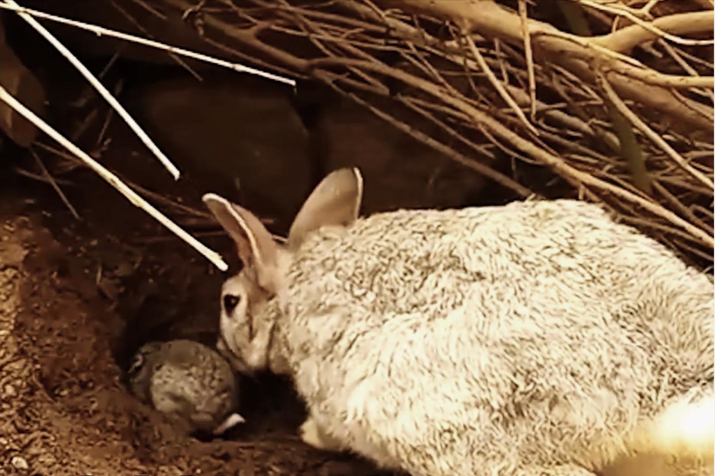 为什么国外野兔会成灾,国外野兔泛滥成灾后续