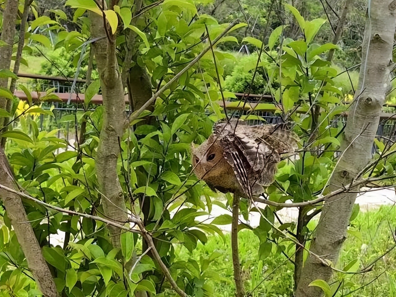 飞阅深圳龙岗篇,飞阅深圳