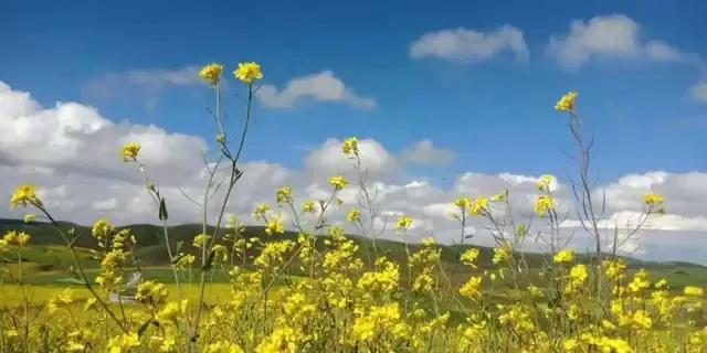 马上放暑假了，打算去哪里玩：昭通大山包