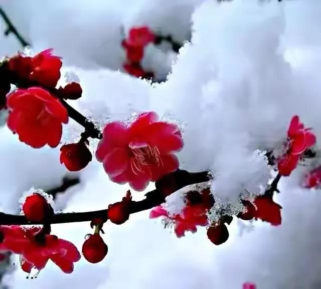 今日大雪飘落诗词,今日大雪优美句子