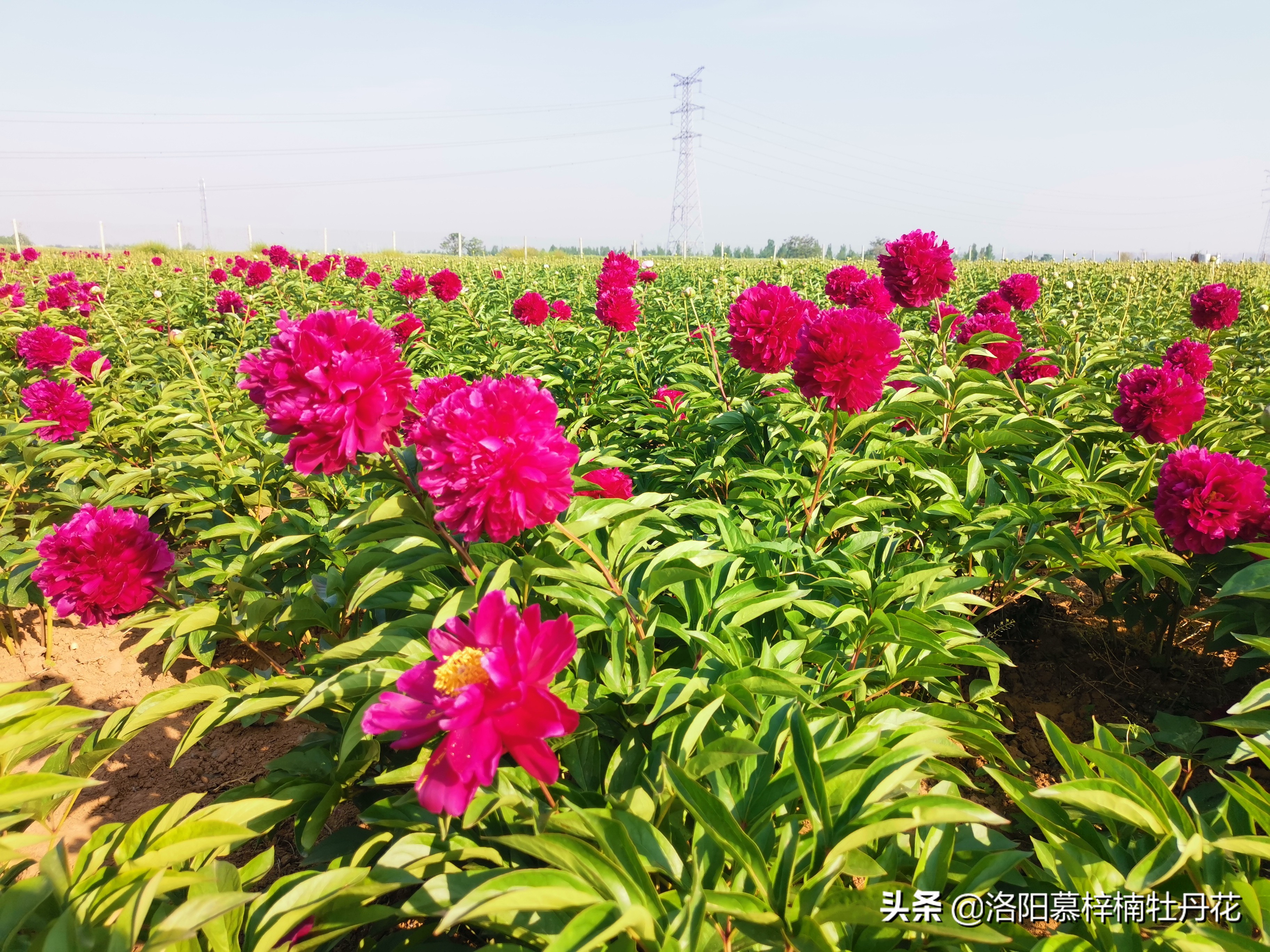 牡丹芍药的种植方法和注意事项,芍药苗子购买
