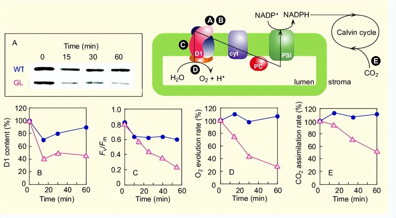热带植物小果榕光合作用对光抑制的高敏感性