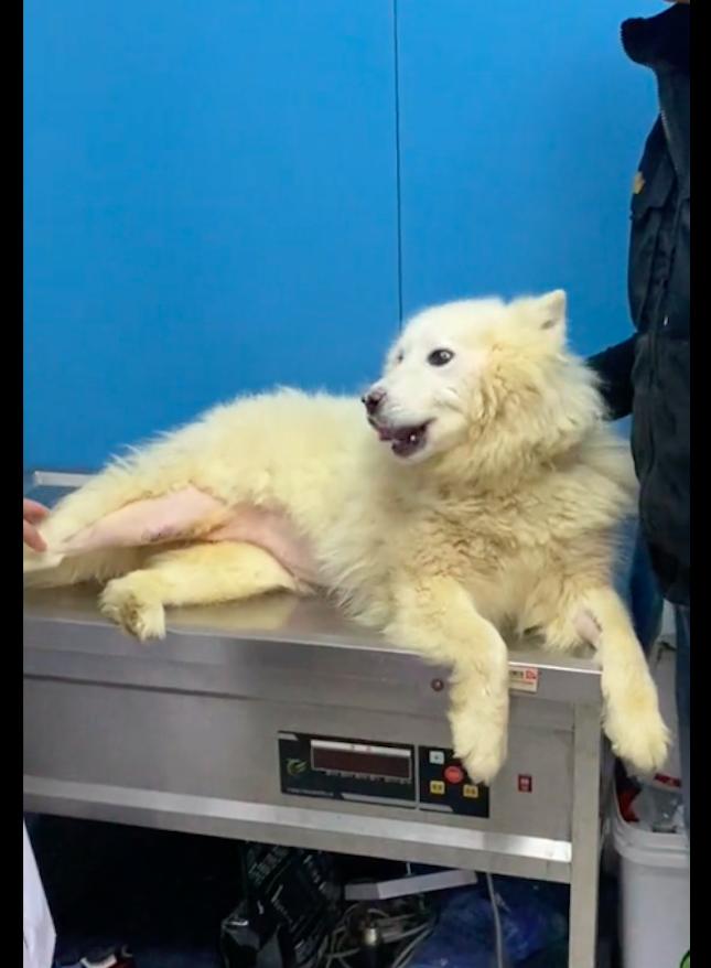 萨摩耶主人得癌症,萨摩耶被卖给狗贩子