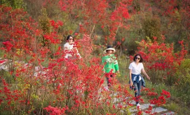 林中若有花，念的必是映山红