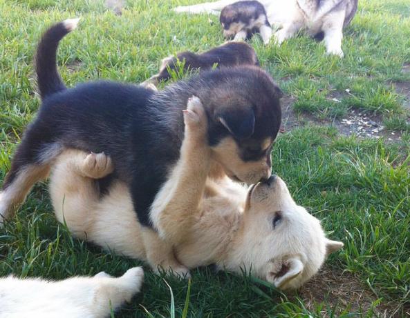 狗狗“交配”的秘密，为什么会上锁分不开？