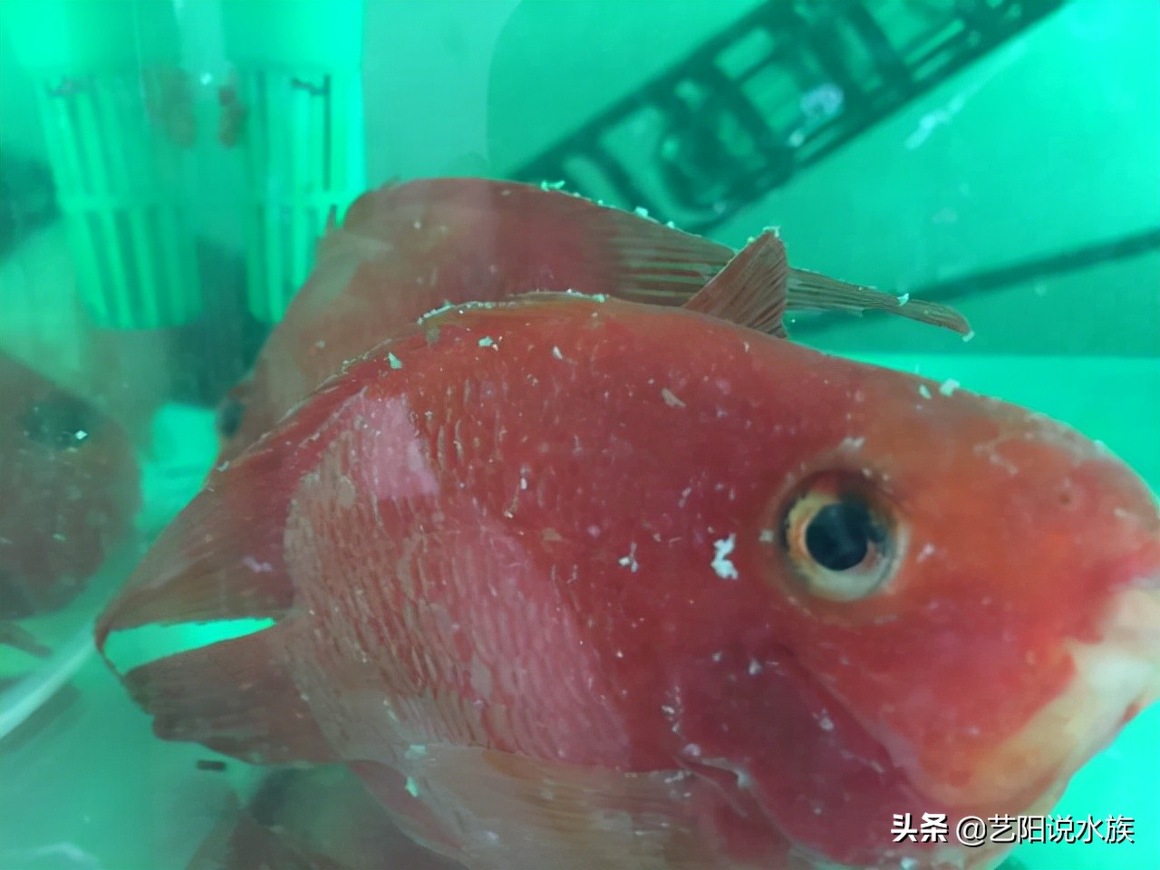 观赏鱼白点病可以不管吗,观赏鱼白点病严重吗