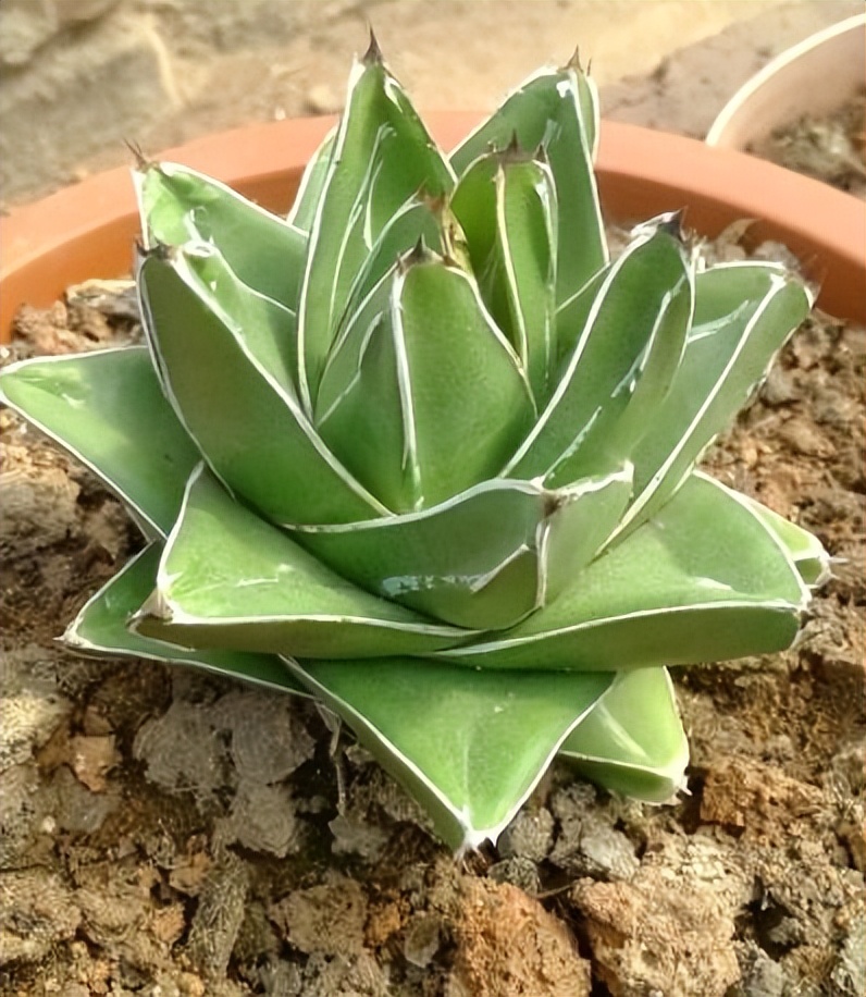 净化空气甲醛最怕的十种花,吸收甲醛净化空气的盆栽有哪些