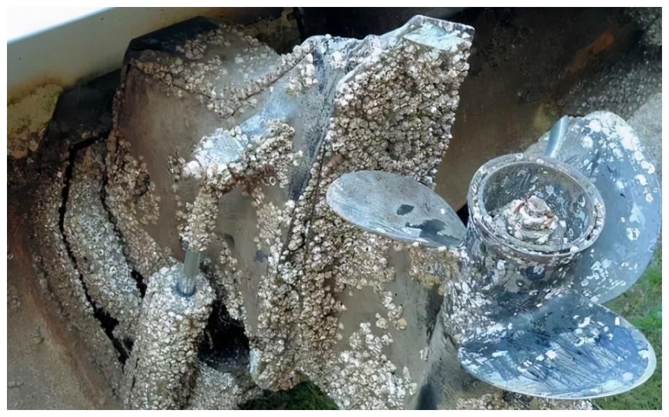 每次航线结束能刮下十多吨海鲜，都到海鲜市场了？这种海鲜吃不得