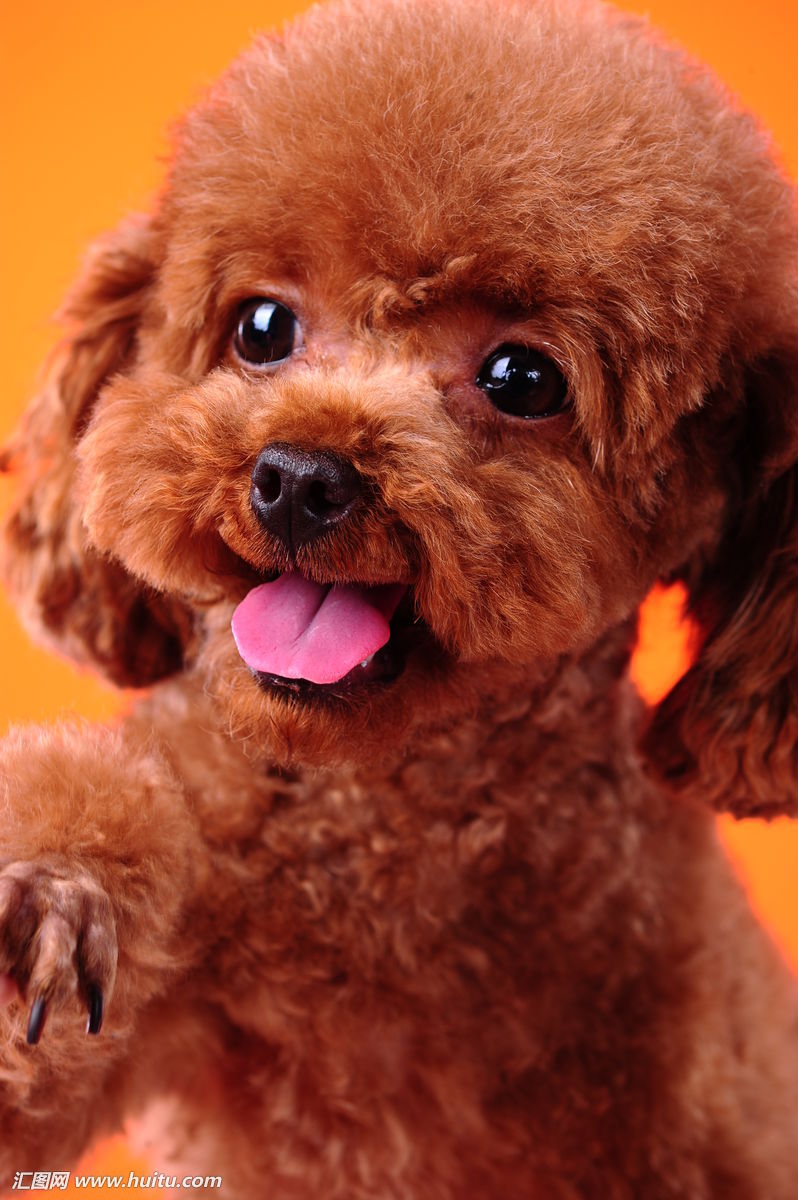 泰迪突然不活泼不粘主人了,家里的泰迪不听话怎么办