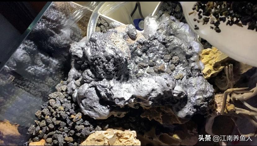 造景缸跟水陆缸一体缸,长方形的缸怎么造景水陆缸