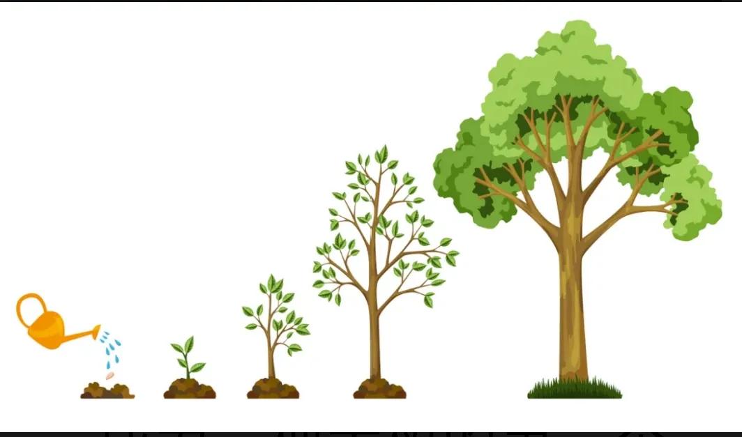 大树法则是谁提出来的,大树法则的四个条件