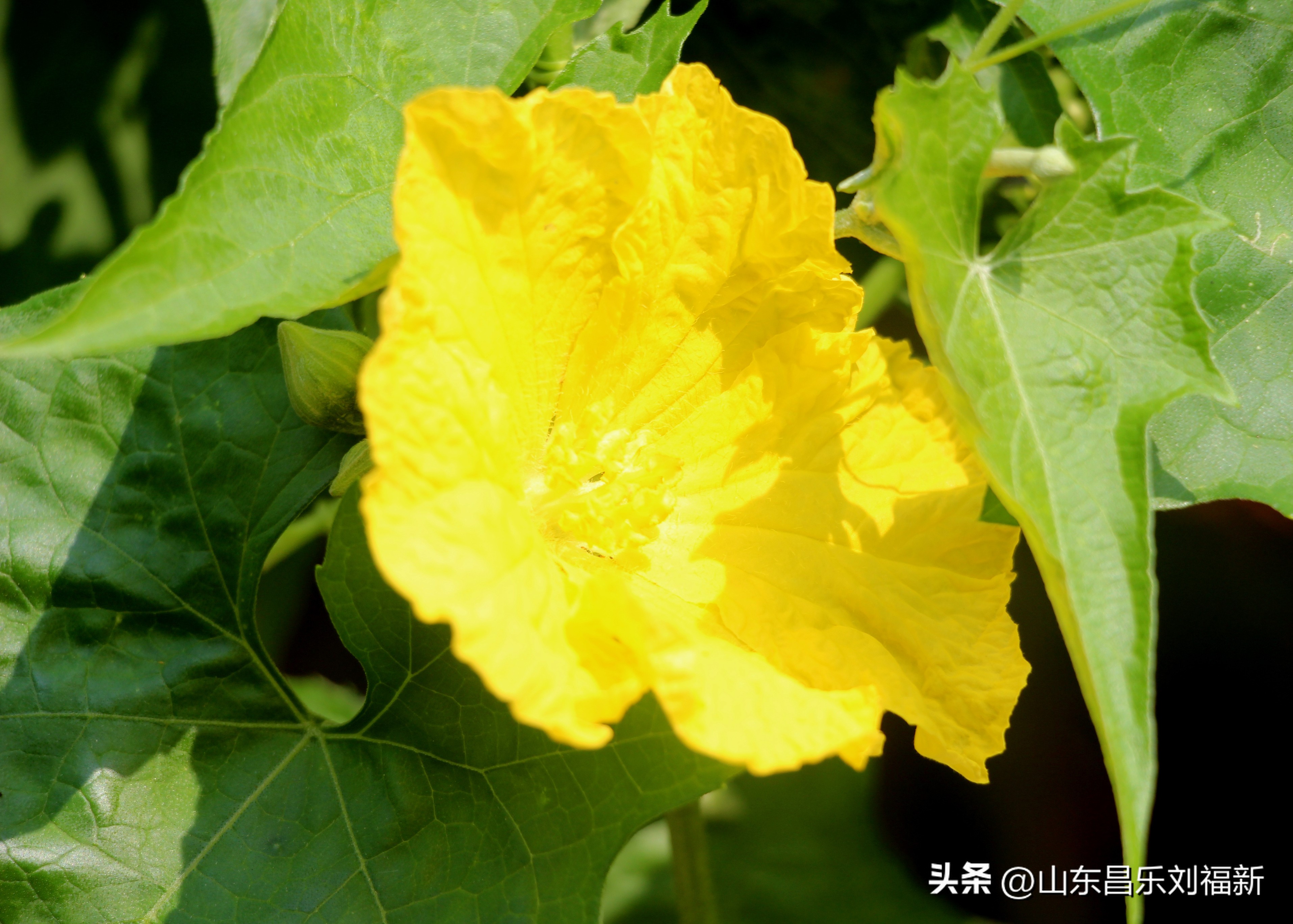 碧水龙庭深圳7栋4单元,顺光风景片拍摄