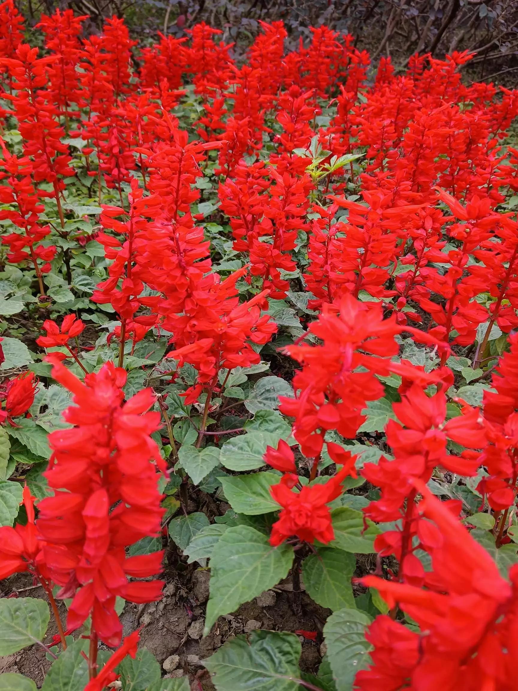 认识各种花卉名称,认识各种花的名字