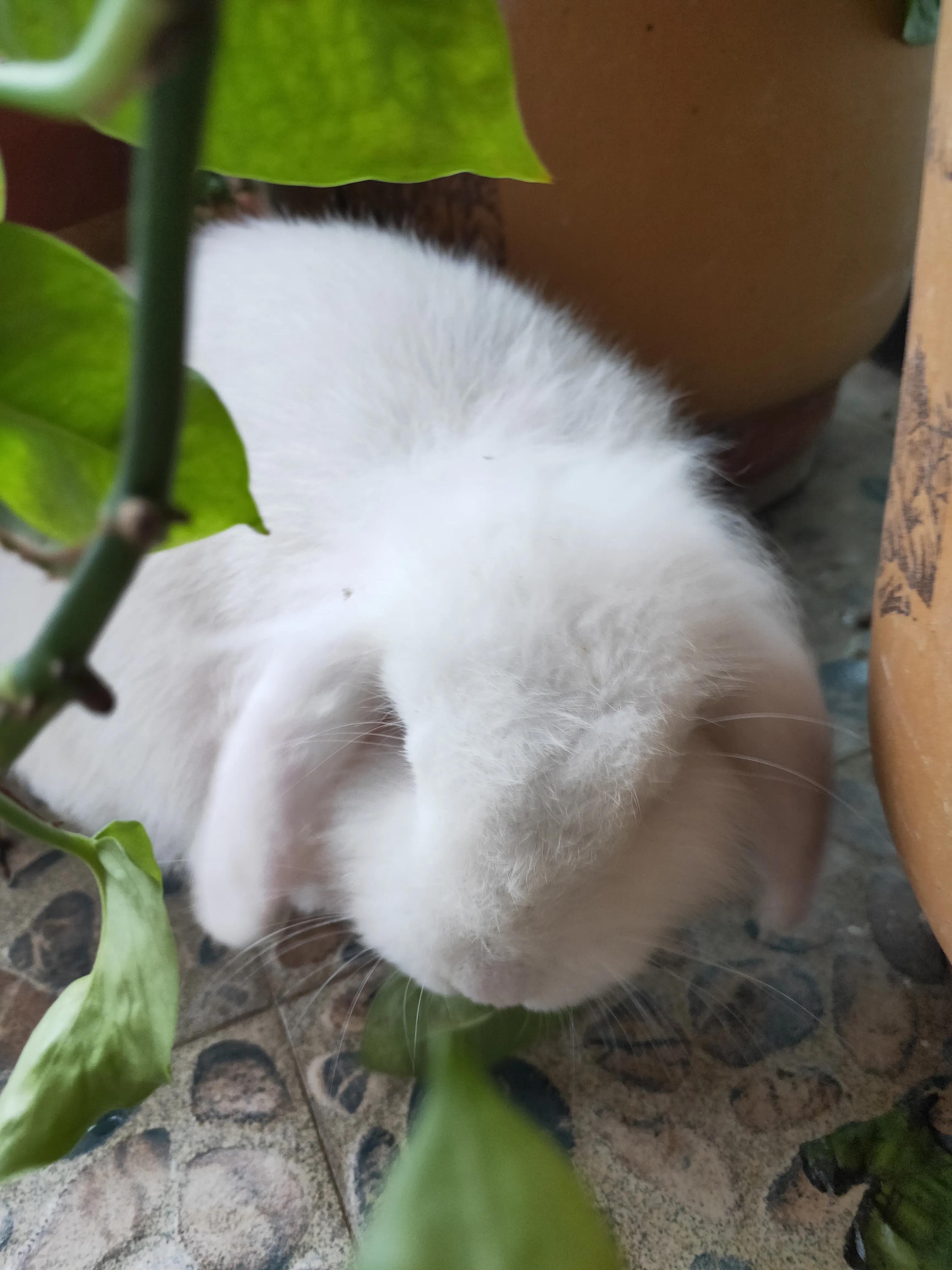 养宠物兔子赚钱吗,有养兔子当宠物的吗