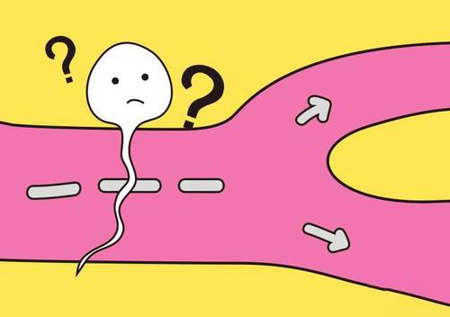 4000万精子“赛跑”，只有一颗胜出，失败的最后都去哪了？