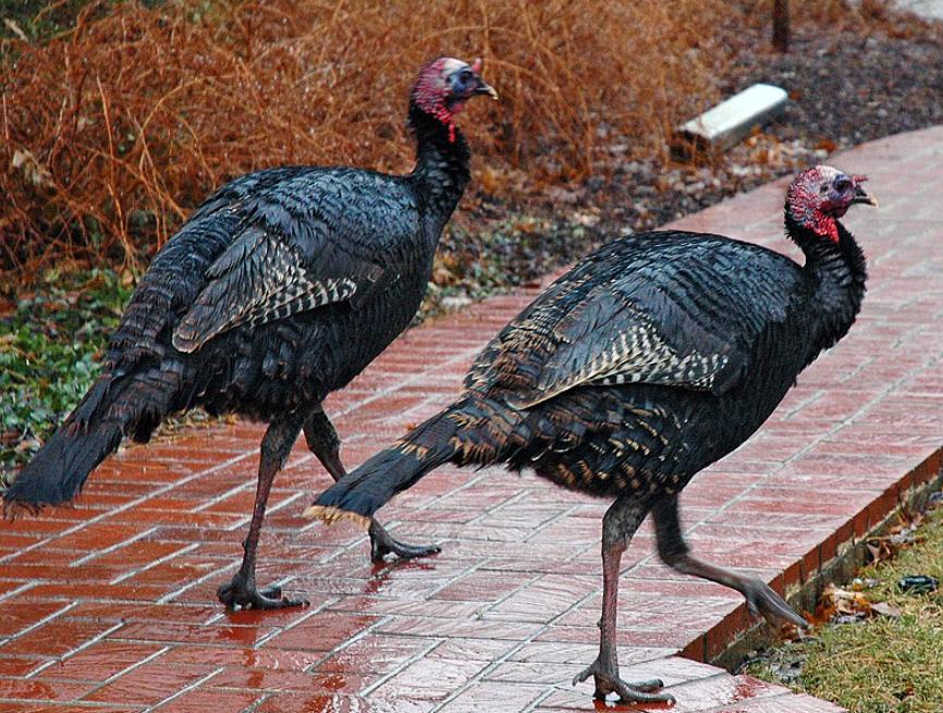 火鸡为什么不在中国常见,西方火鸡为什么中国很少食用